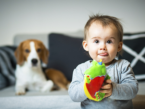 Baby holding toy with dog sitting on couch in background